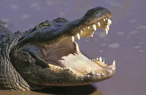 AMERICAN ALLIGATOR alligator mississipiensis