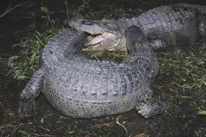 American Alligator (Alligator mississipiensis)