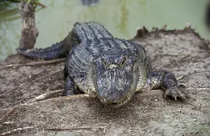 American Alligator, alligator mississipiensis
