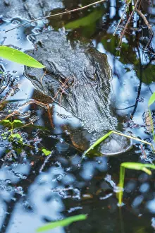 American alligator (Alligator mississipiensis)