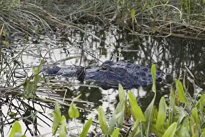 American Alligator (Alligator mississippiensis)