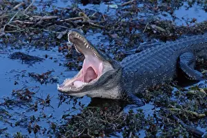 American Alligator (Alligator mississippiensis)