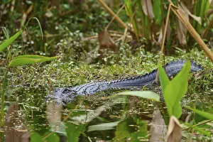 American alligator (Alligator mississippiensis)