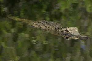 American alligator (Alligator mississippiensis)