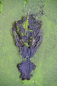 American alligator (Alligator mississippiensis)