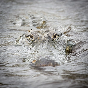 American alligator (Alligator mississippiensis) looks from water