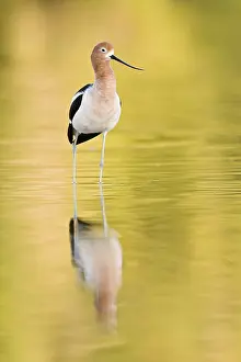 American Avocet (Recurvirostra americana)