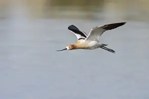 American Avocet (Recurvirostra americana) feeding in a marsh in central Washington State