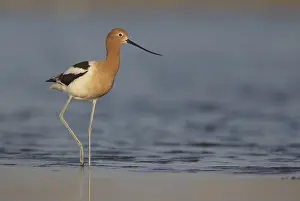 American Avocet (Recurvirostra americana) walking along shoreline