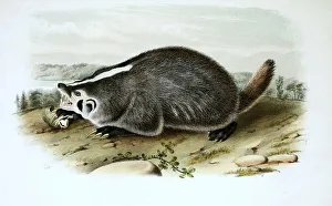 American badger (Taxidea taxus)