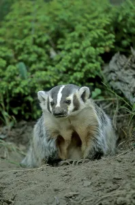 American Badger (Taxidea taxus)