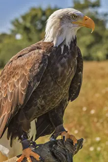 American Bald Eagle (Haliaeetus leucocephalus)