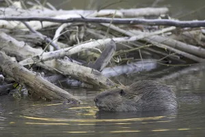 American Beaver (Castor canadensis)