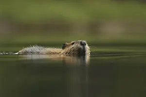 American Beaver (Castor canadensis) adult