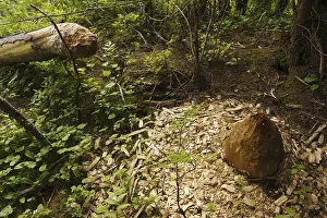American Beaver (Castor canadensis) felled tree trunk