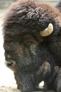 American bison