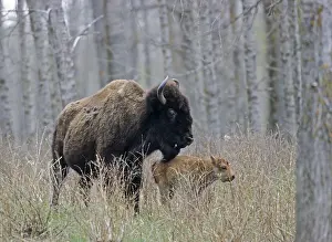 American Bison (Bison bison) cow with very young calf (Indian Buffalo) (Bueffel)