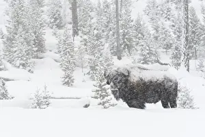 American Bison (Bison bison) in deep winter with heavy snowfall