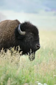 American Bison (Bison bison), Grand Teton National Park