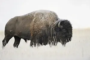American bison (Bos bison, Bison bison)