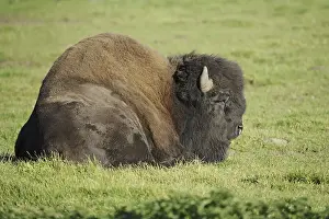 American bison (Bos bison, Bison bison)