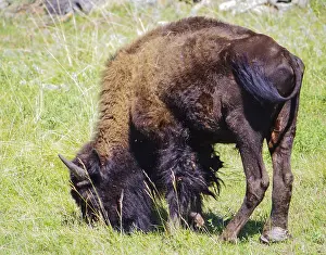 American bison buffalo grazing in the national park American bison buffalo in the national park at the grass