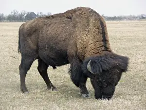 An American Bison feeding in a pasture on the prairies in spring in Winnipeg