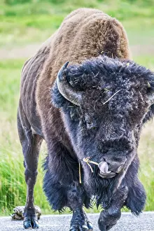 American Bison in the field of Yellowstone National Park