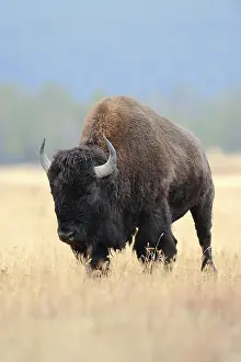 American Bison, Yellowstone national park