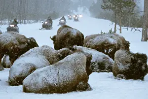 American Bisons (Bison bison) and snowmobiles