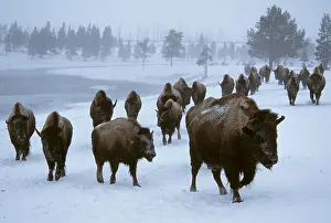American Bisons (Bison bison), Yellowstone national park