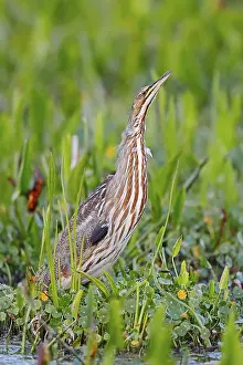 American Bittern (Botaurus lentiginosus)
