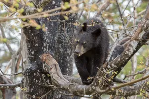 American Black Bear, black bear