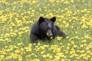 American Black Bear eating dandelion (Ursus americanus)