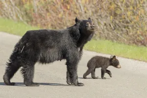 American Black Bear, female with young (Ursus americanus)