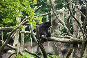 American black bear on a tree
