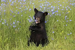 American Black Bear (Ursus americanus)