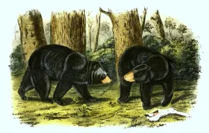 American black bear (Ursus americanus)
