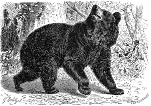 American black bear (Ursus americanus)