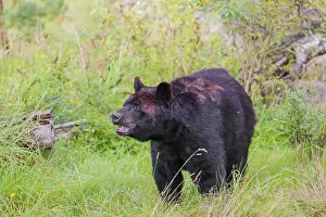 An American black bear (Ursus americanus)