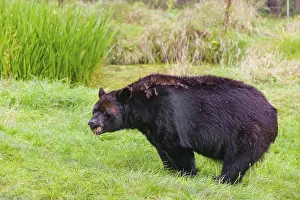 An American black bear (Ursus americanus)