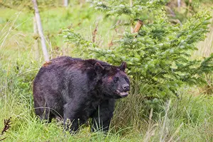 An American black bear (Ursus americanus)