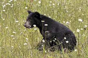 American Black Bear (Ursus americanus)