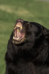 AMERICAN BLACK BEAR (ursus americanus)