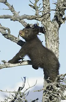 American Black Bear (Ursus americanus)