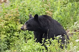 American Black Bear (Ursus americanus)