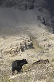 American Black Bear (Ursus americanus)