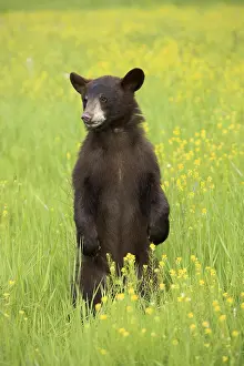 American Black Bear (Ursus americanus)