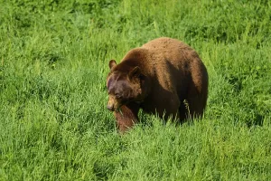 American Black Bear (Ursus americanus)