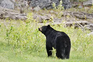 American Black Bear (Ursus americanus)
